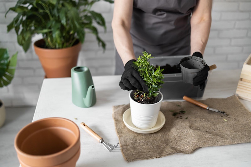 10 Benefits of Indoor Plants