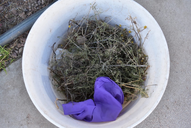 Which Weeds Can You Compost?
