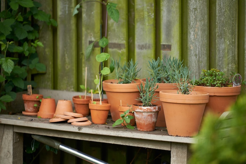 Can Outdoor Plants Survive Indoors?