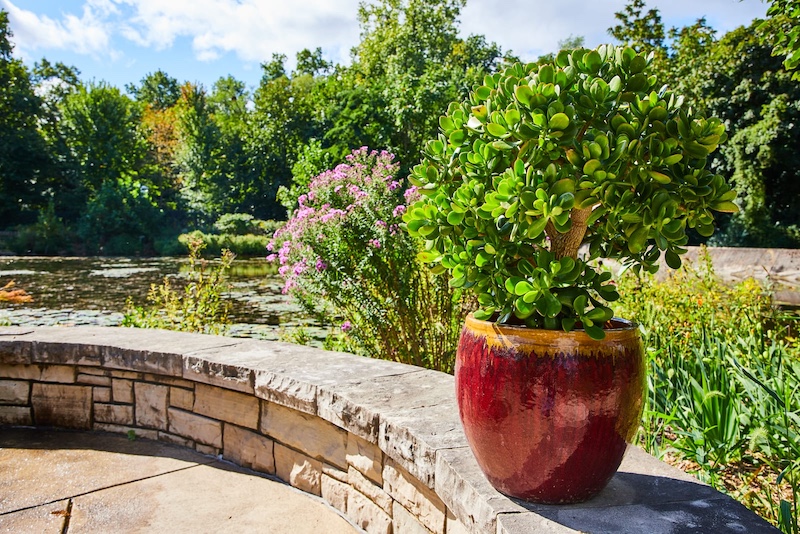 can plants get sunburn