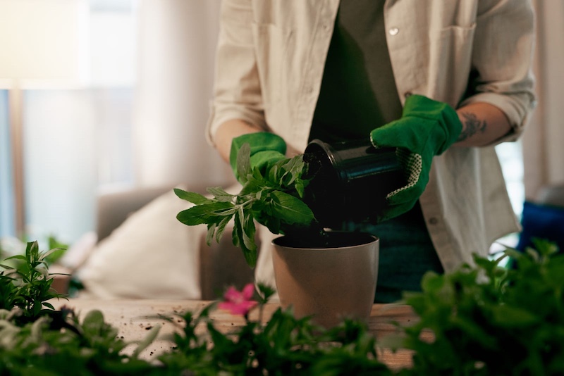 Is It Time to Repot Your Plant? Here’s How to Tell!
