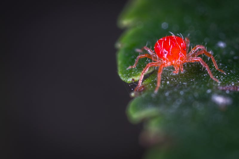How Do Indoor Plants Get Spider Mites? A Guide to Keeping Your Greenery Safe