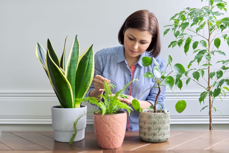 How Often Should I Put My Indoor Plants Outside: A Seasonal Guide