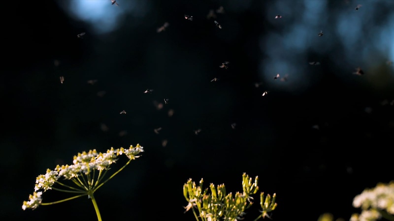 Why Are My Plants Attracting Gnats?